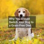 Why You Should Switch Your Dog to a Grain-Free Diet