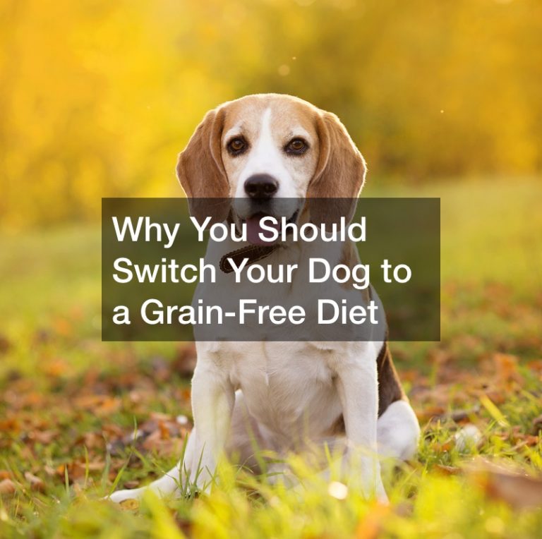 why-you-should-switch-your-dog-to-a-grain-free-diet-concordia-research